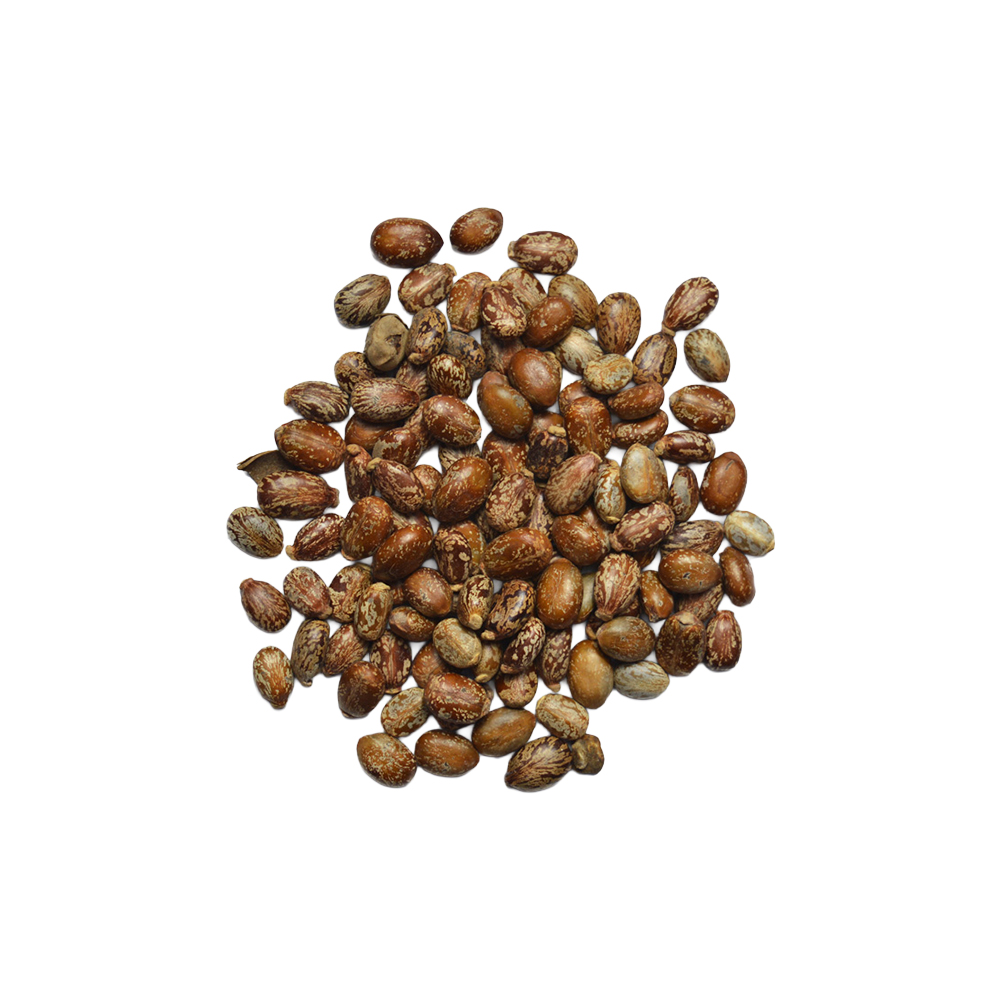 Castor Seeds