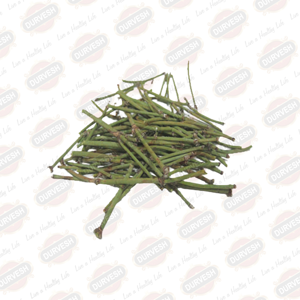 Mahuang / Ephedra Plant