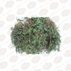 Maiden Hair Fern